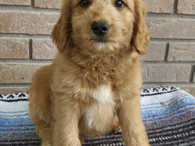 Sale Ksl Ksl Classifieds Puppies Ksl Golden Retriever Puppies