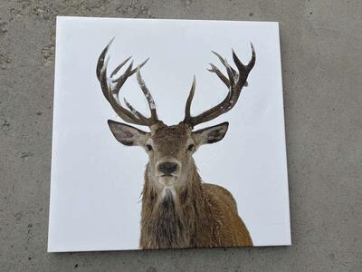 30" x 30" Red Deer canvas print art $25 cash/venmo in Draper