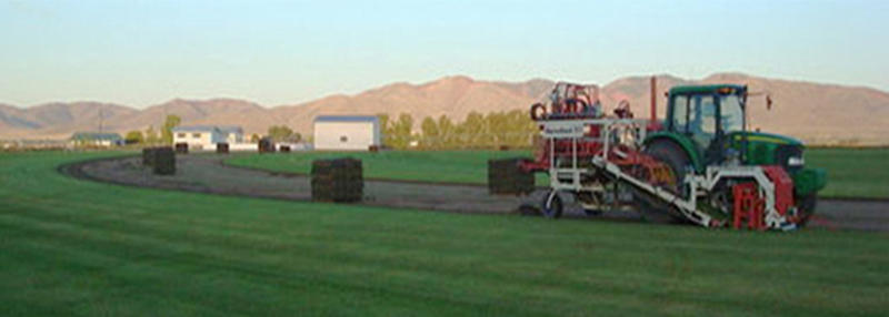 BAREFOOT FRIENDLY SOD...