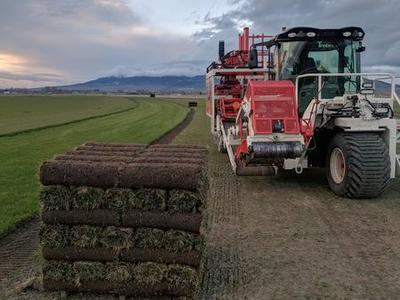 DROUGHT TOLERANT SOD