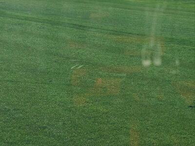 Beautiful Dark Green Grass