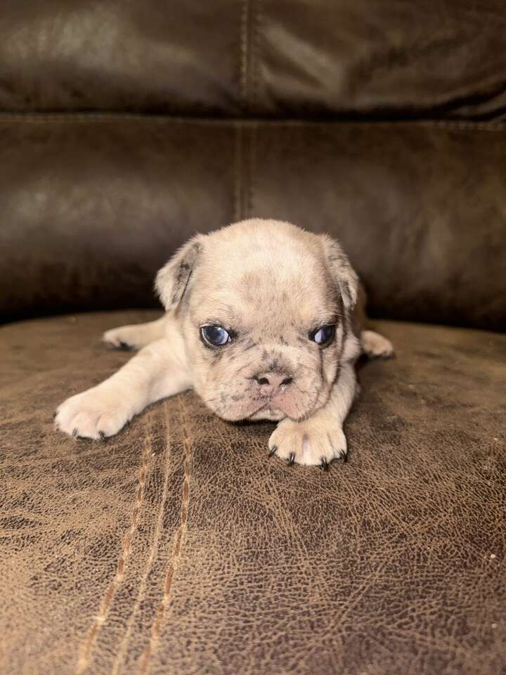 French bulldog pups and teacup pigs availa… Pets
