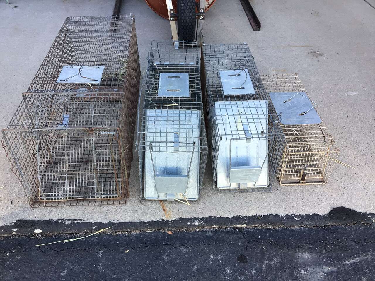 Humane live animal traps