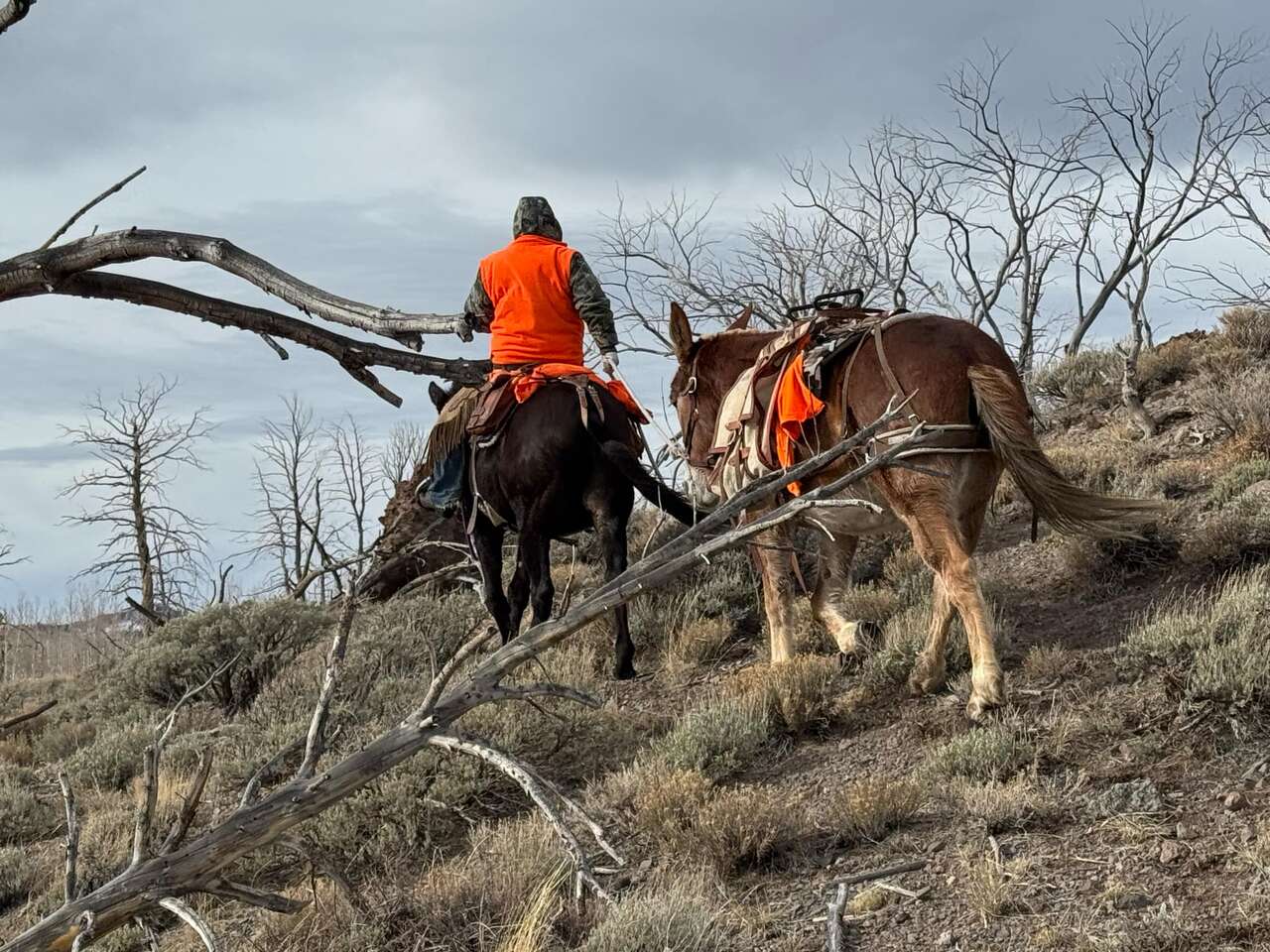 Draft Mule Rides/ Drives/ Packs. SUPE… | Livestock | ksl.com