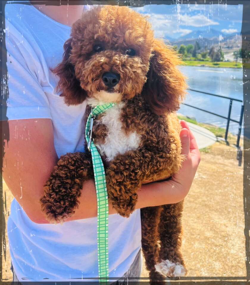 AKC Toy/Mini Poodle Intense Red 10/10 Pets