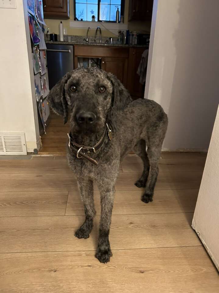 9 Month Old Labradoodle Pets