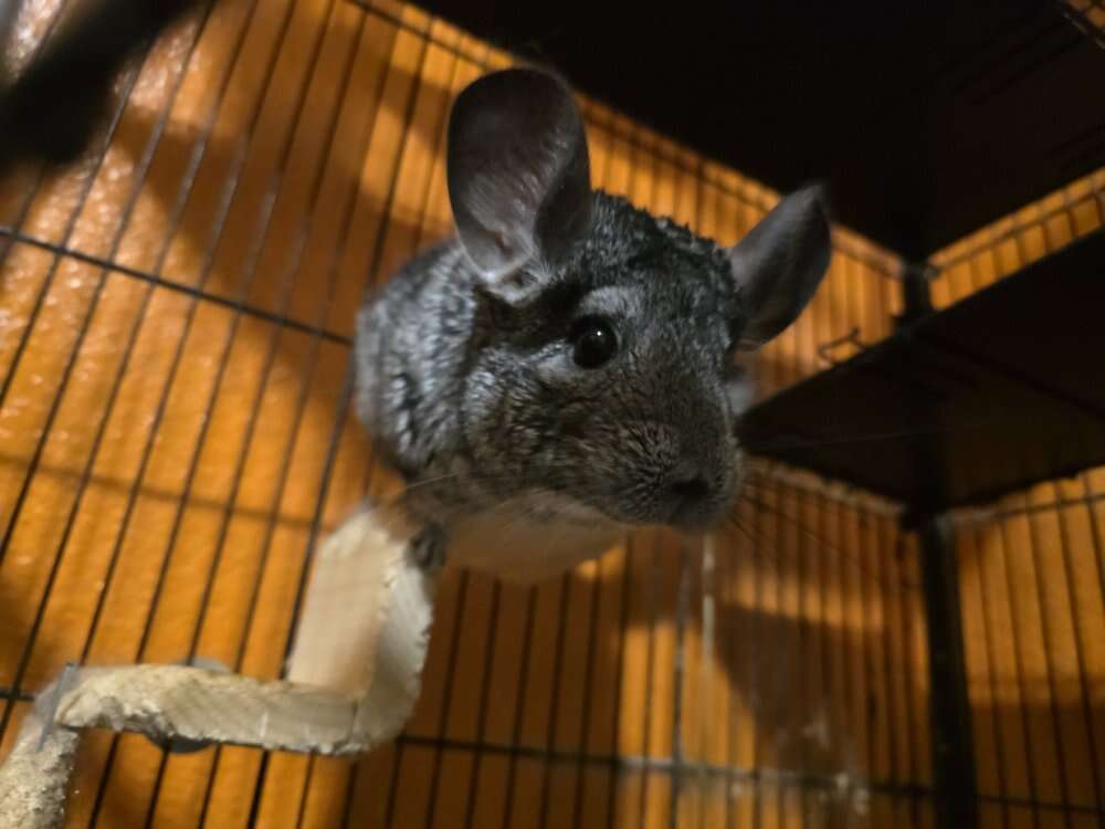 3 Bonded Chinchillas + Cage and Accessories