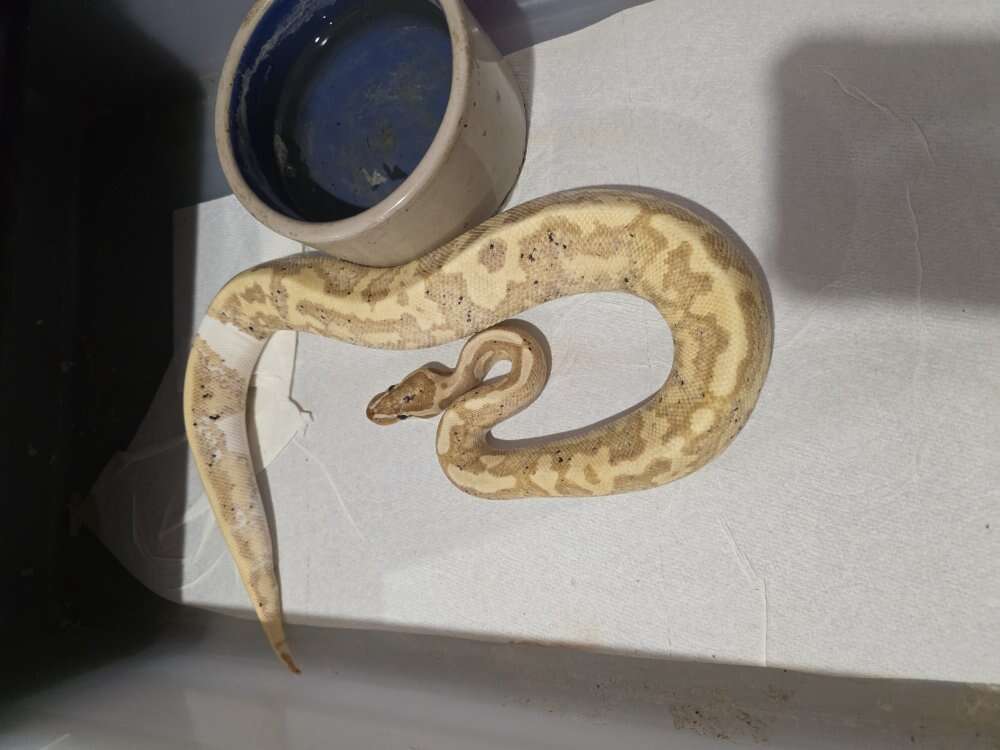 1.1 Pair Super Black Pastel Project