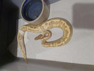 1.1 Pair Super Black Pastel Project