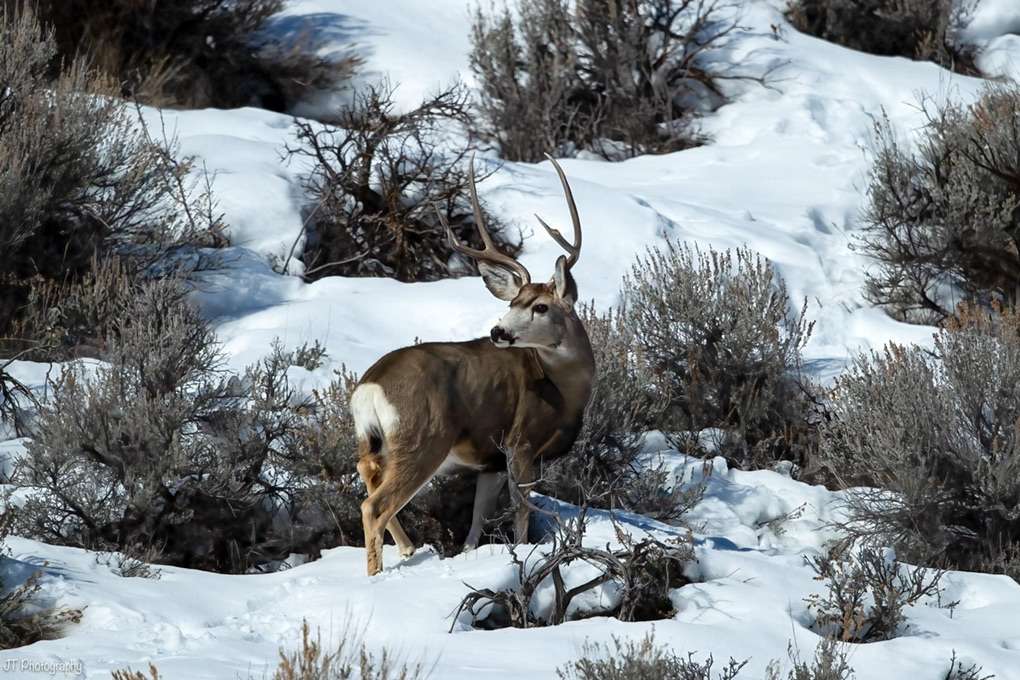 Bucks Fighting “ Lethal Strike “