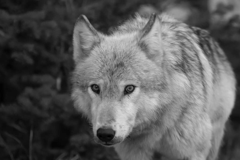 Yellowstone Lone Wolfe
