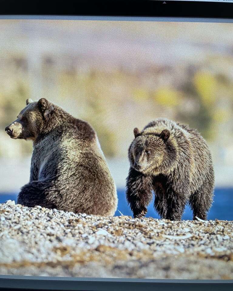Yellowstone Wildlife