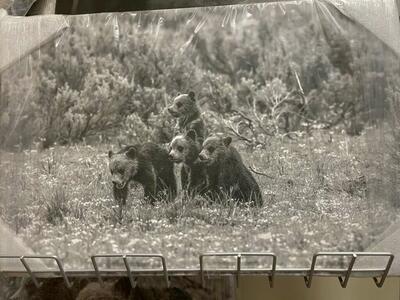 Pics Grizzly Bears 399 4cubs