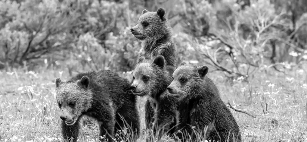 Grizzly Cubs Tetons Famous 399 4 Cubs