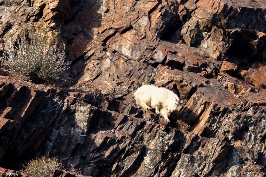 Mr Goat Pic Little Cottonwood Cyn 2024