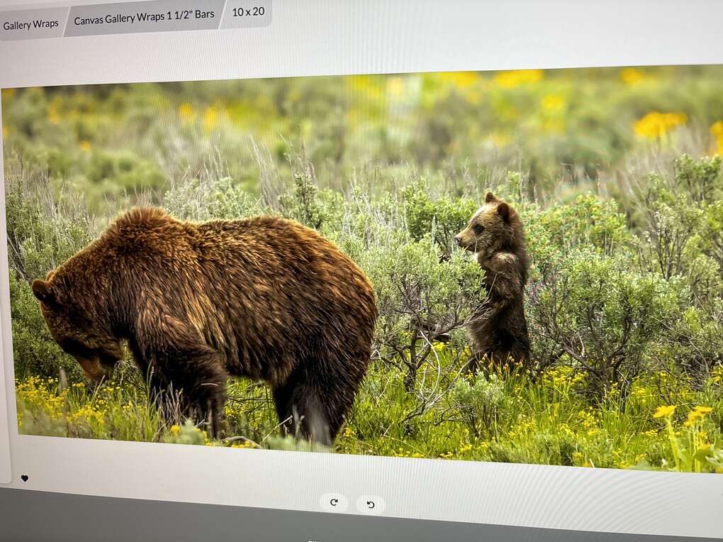 Bear Grizzly 399 And Spirit