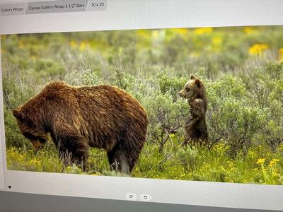 Bear Grizzly 399 And Spirit