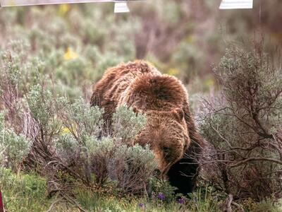 Picture Metal 399 Famous Grizzly