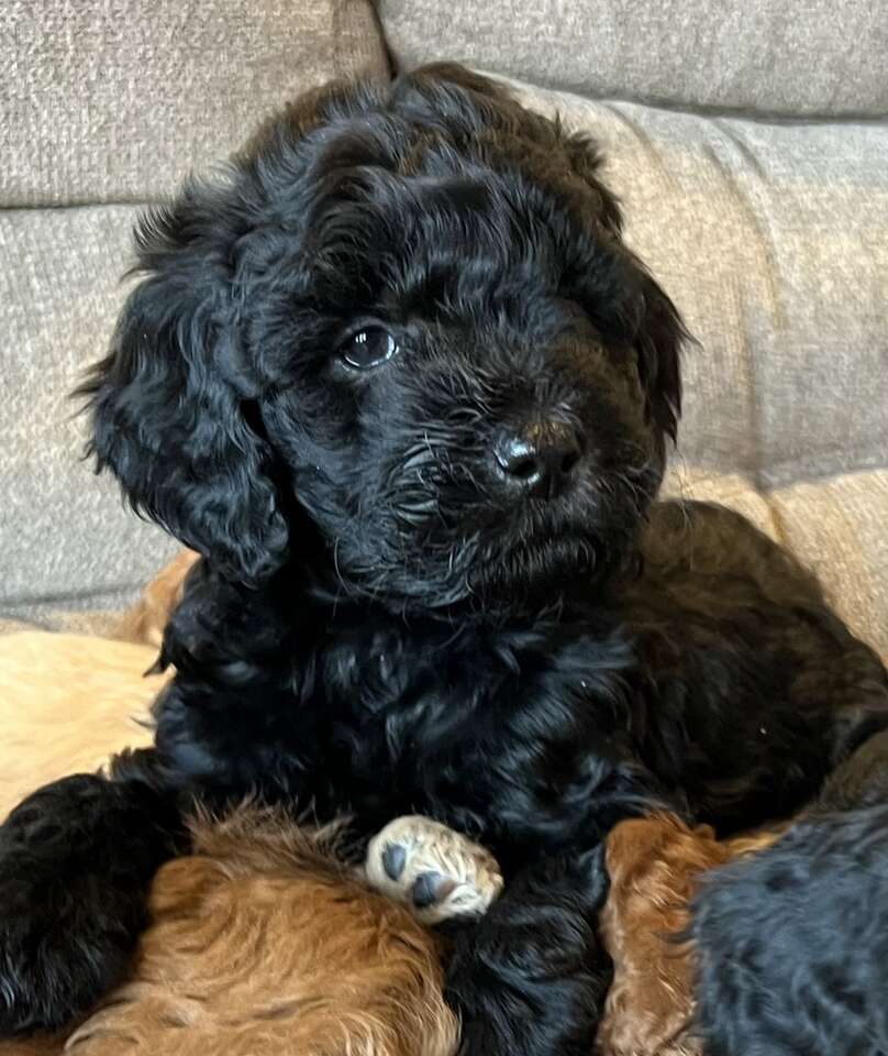 Goldendoodle Puppies Pets