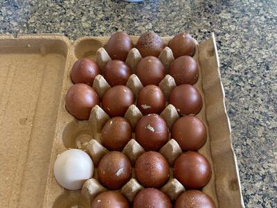 Purebred Black Copper Marans BCM Hatching Eggs