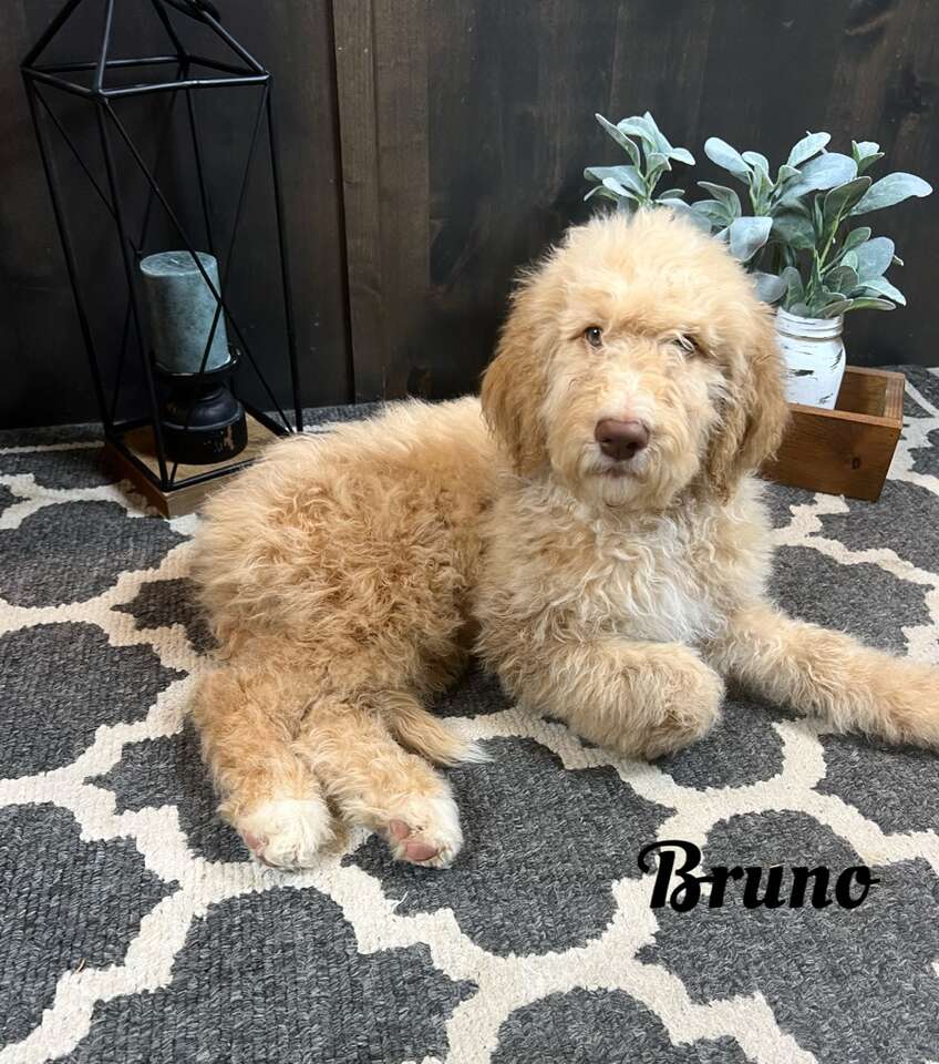 F1BB STANDARD LABRADOODLE PUPPIES Doodle… Pets