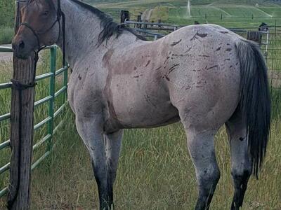 AQHA Bay Roan STANDING AT STUD