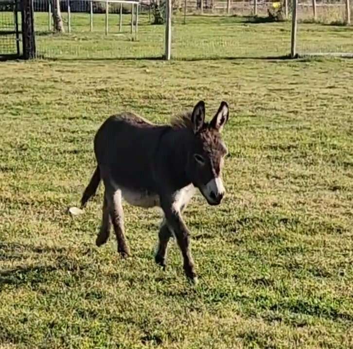 Miniature Donkey Stud Services