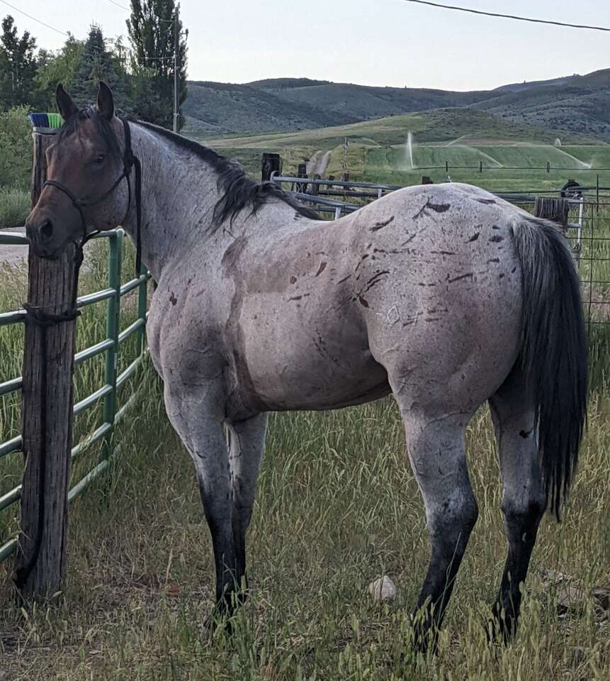 AQHA Bay Roan Stallion