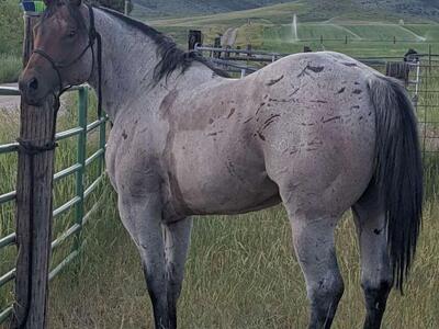 AQHA Bay Roan Stallion