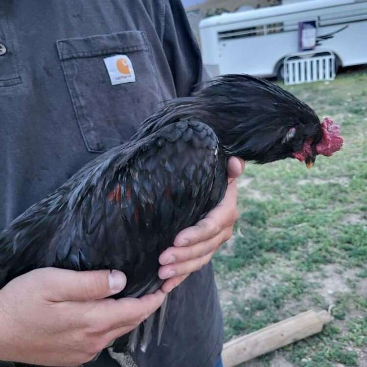 Free Roosters Livestock