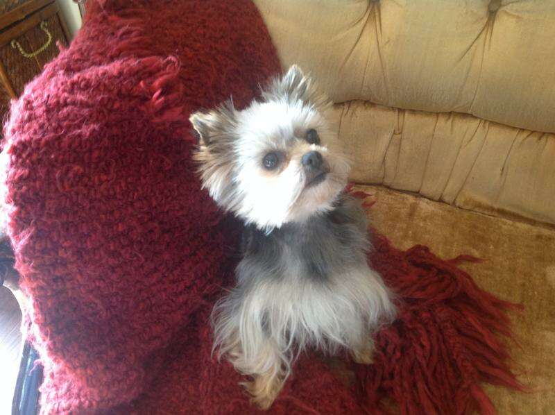 Akc teacup yorkie for stud service only Pets