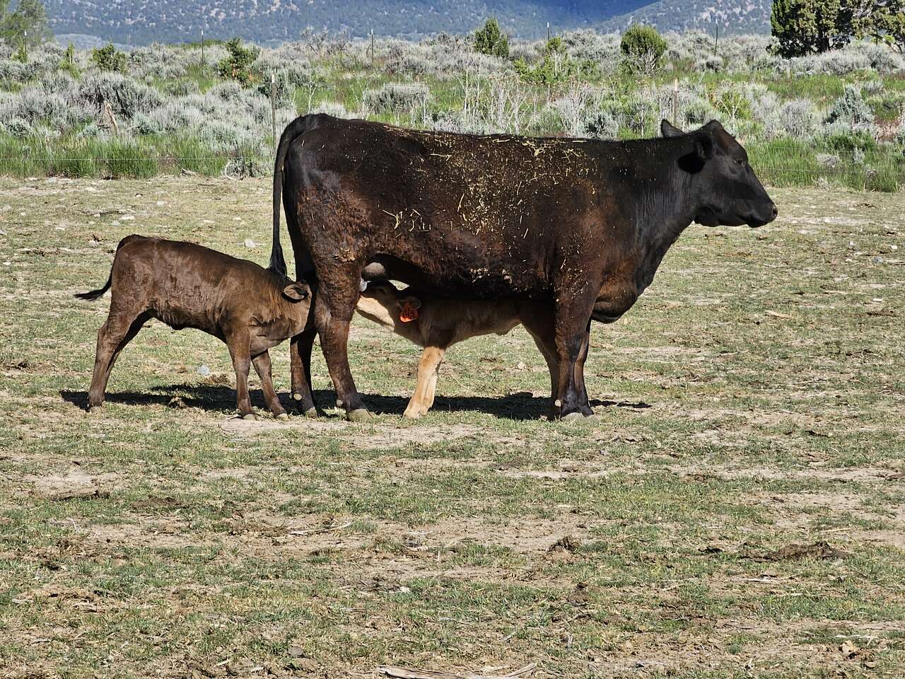 Pairs for sale. Wagyu and Wagyu Angus… | Livestock | ksl.com