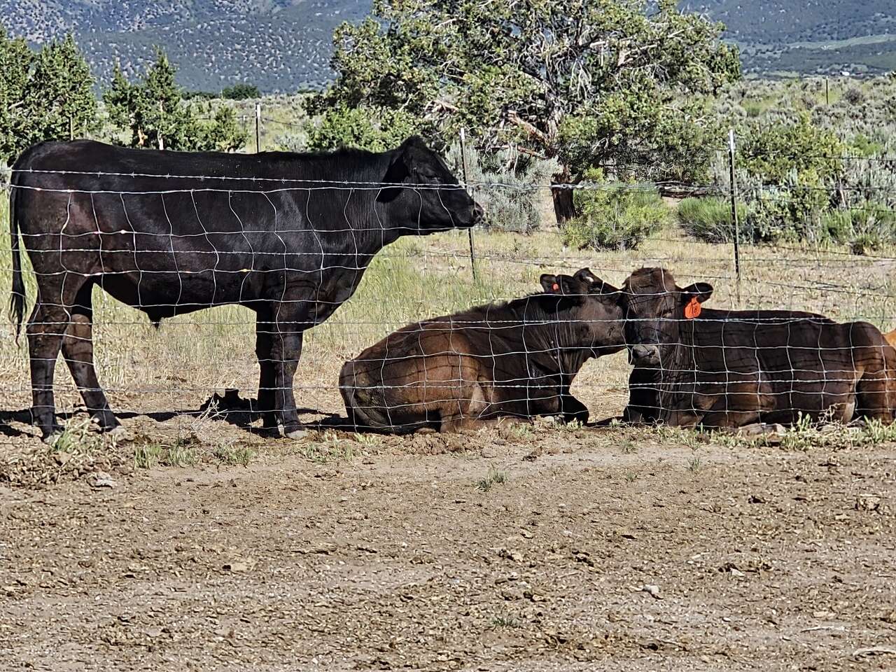 Wagyu yearling steers | Livestock | ksl.com