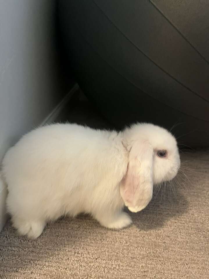 BEW Holland Lop