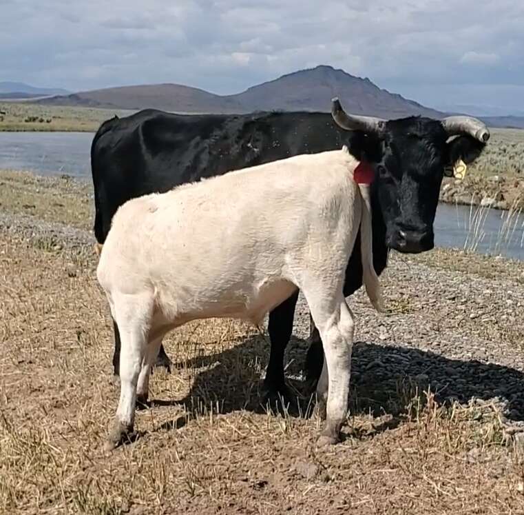 Iso corriente bred cows or pairs | Livestock | ksl.com