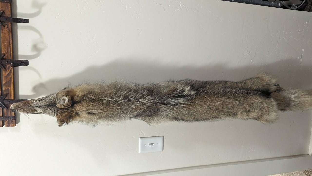 Tanned coyote hides