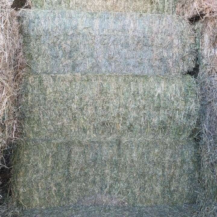 2nd crop alfalfa grass mix 3x3 Livestock