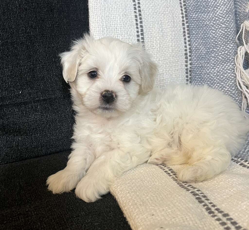 Male Maltipoo Pup | Pets | ksl.com