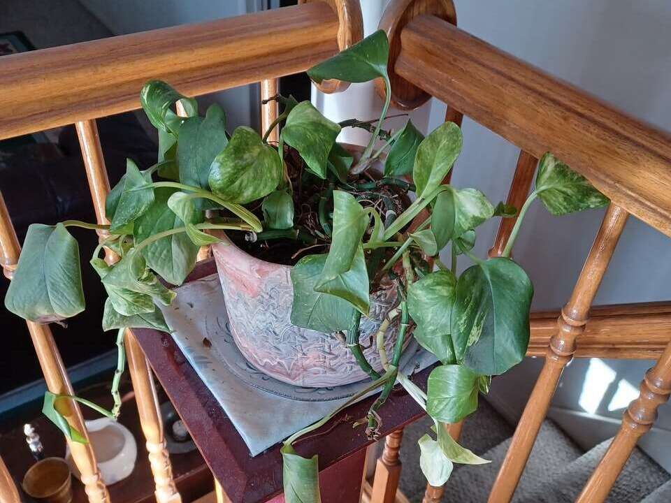 Two house plants FREE