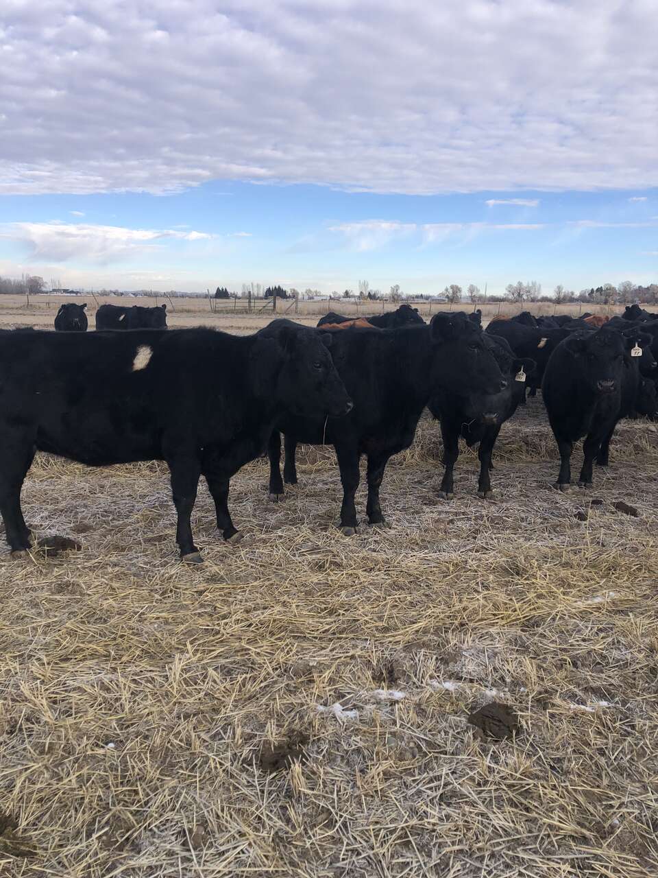 Young bred cows Livestock