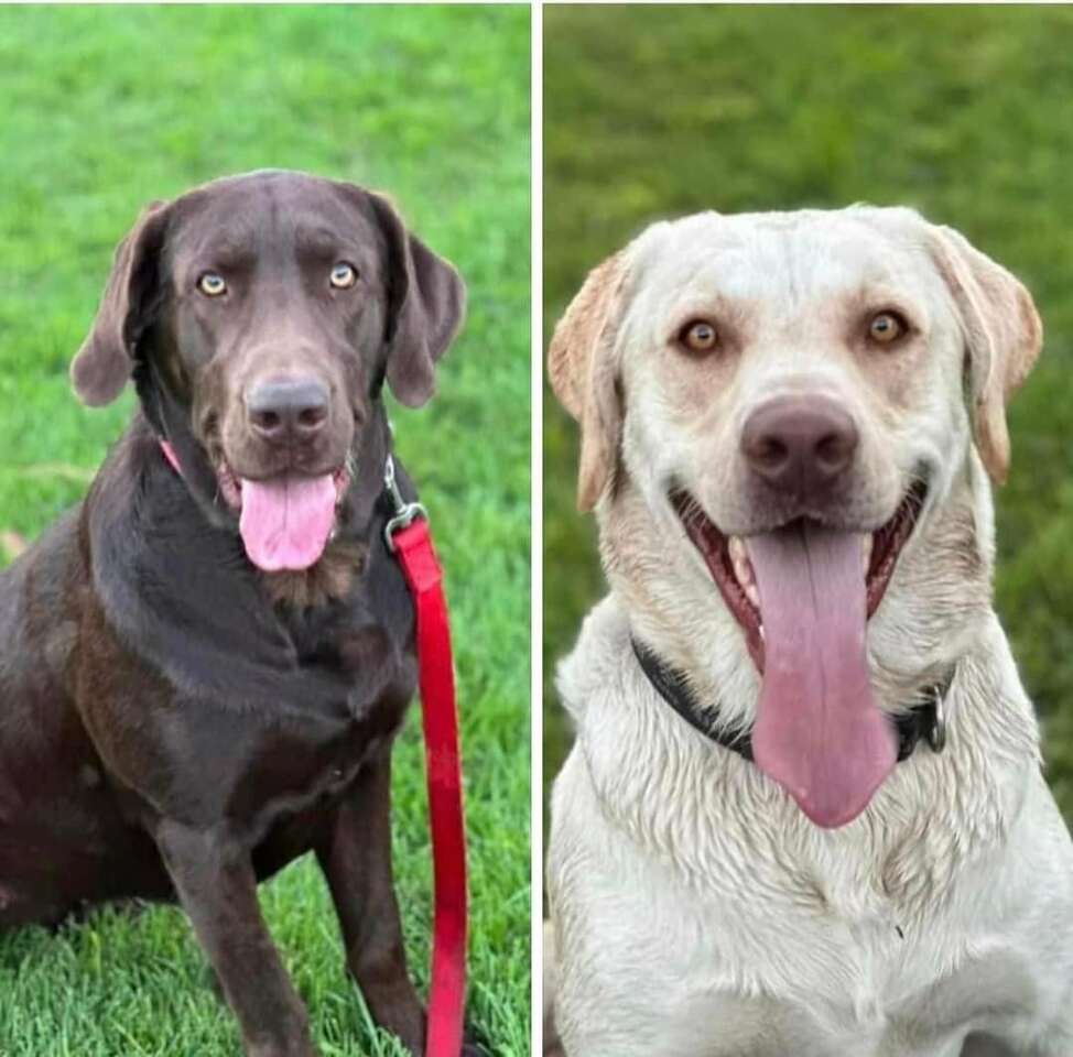 Chocolate lab puppies Pets