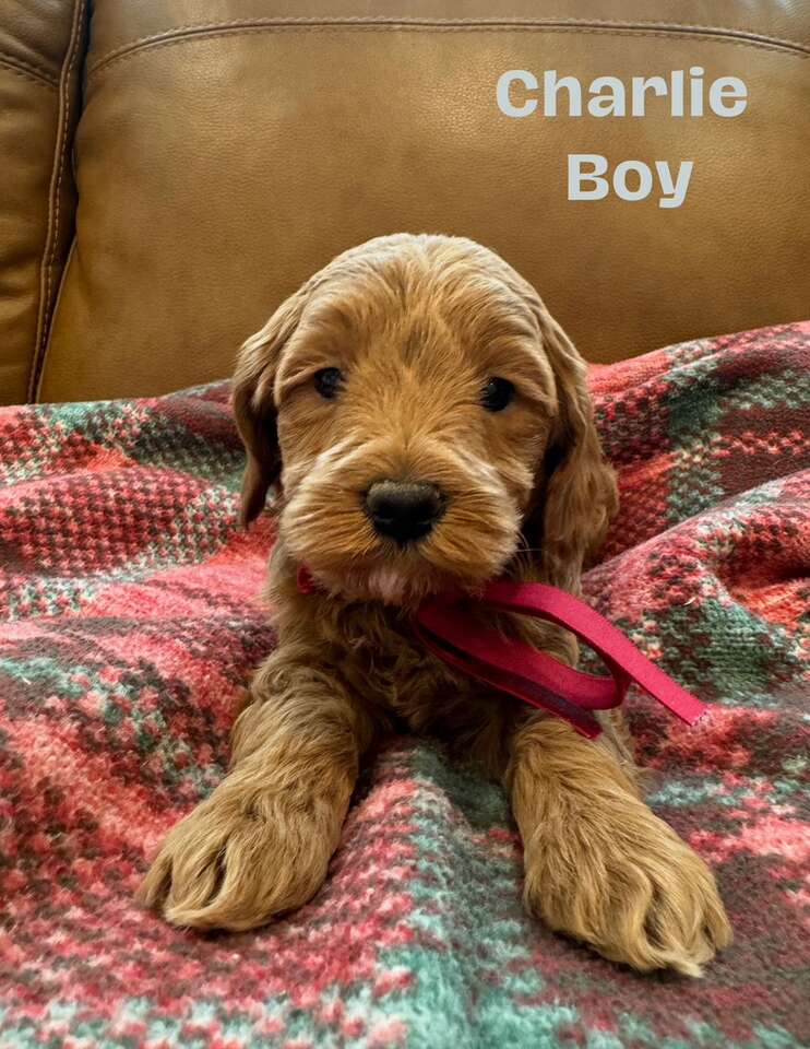 Mini Goldendoodle Male Last Of The Litter Pets