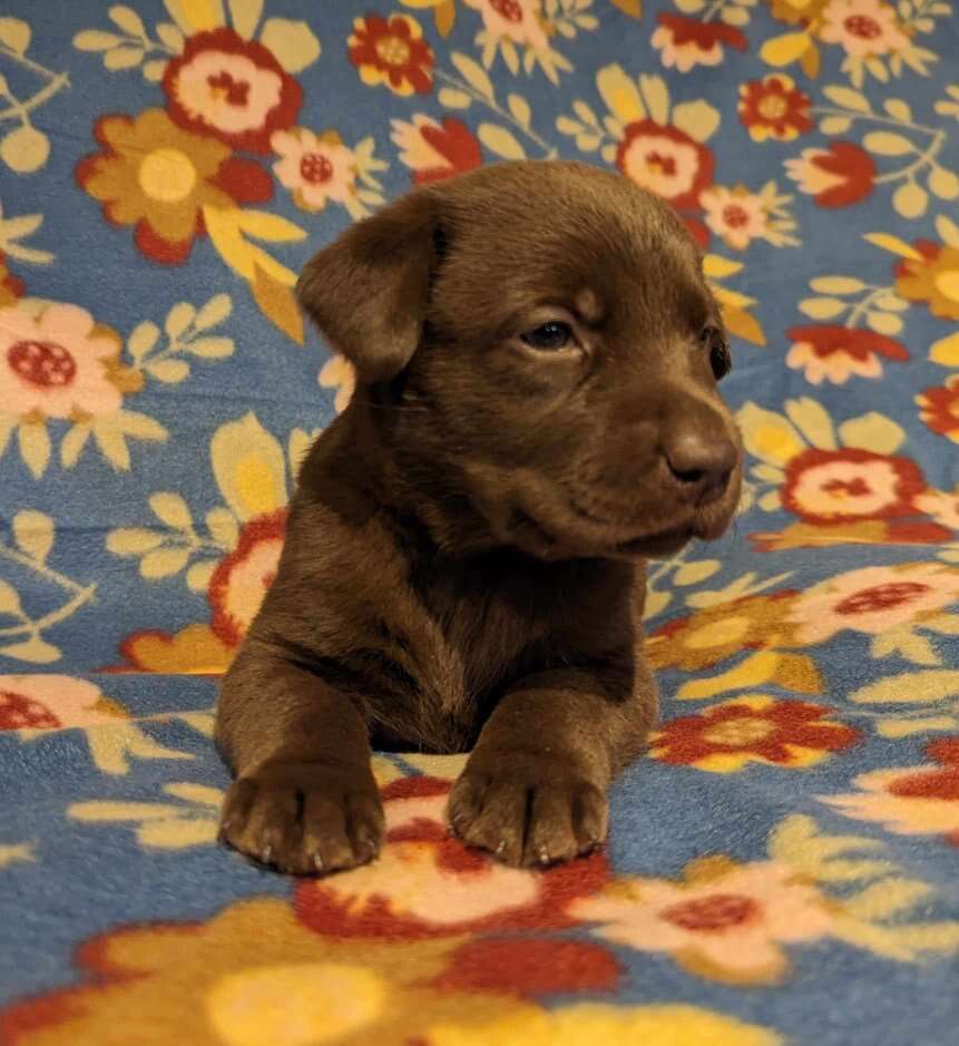11Chocolate lab puppies for sale Pets
