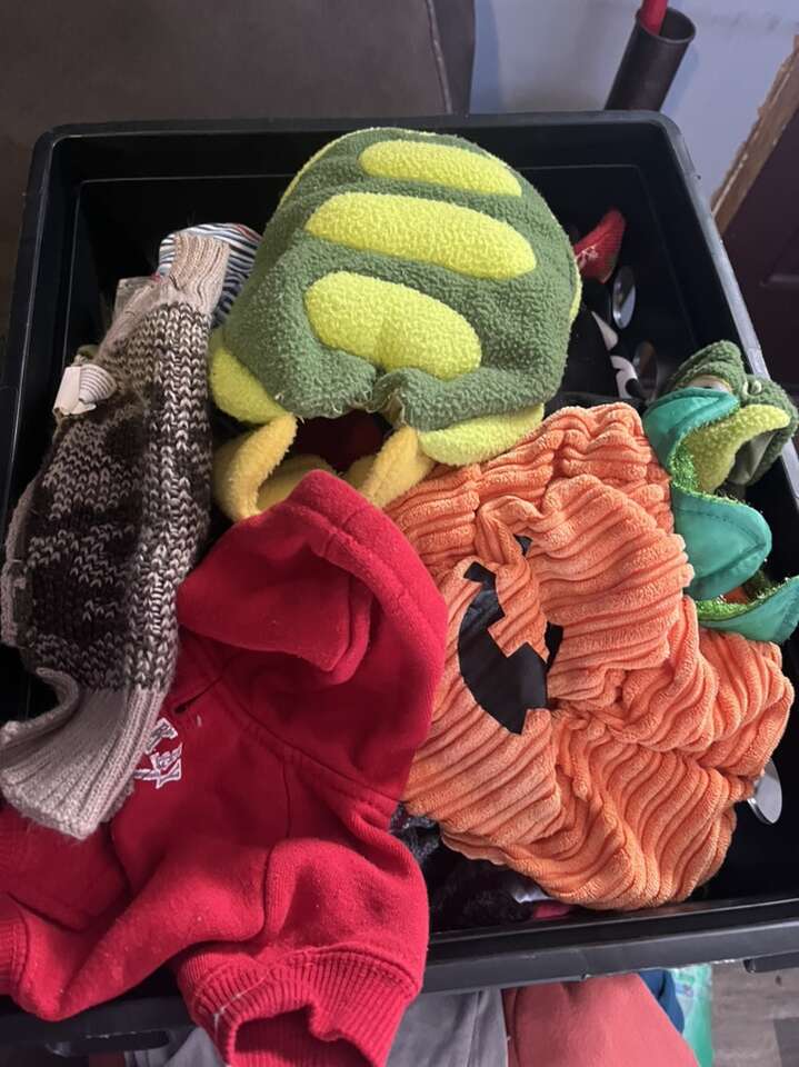 Teacup, Chihuahua, Dog Clothes Pets