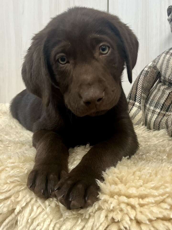 AKC Labrador Retriever Puppy Ready Now! | Pets | ksl.com