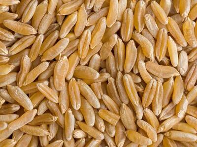 Khorasan Wheat - Fresh Certified Organic 50 pound Bags