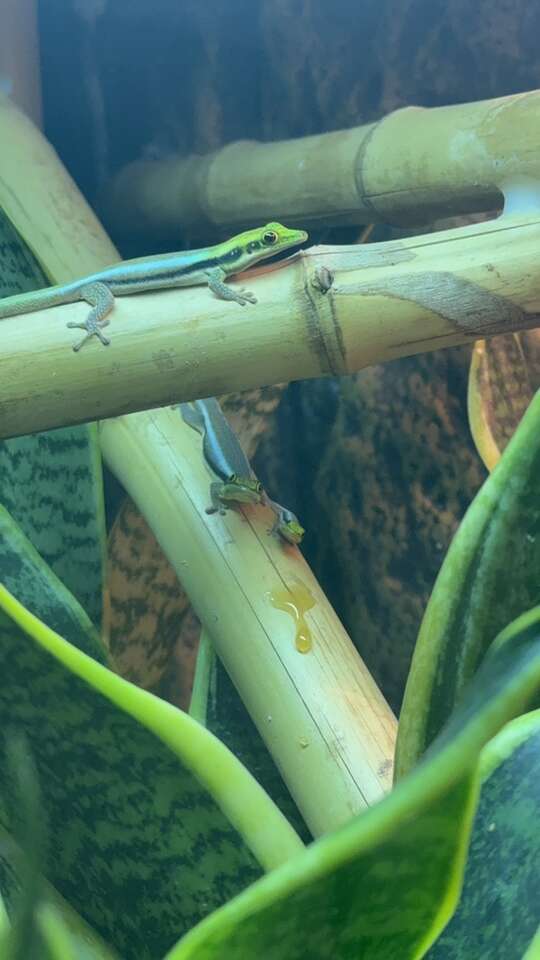 Phelsuma Day Geckos