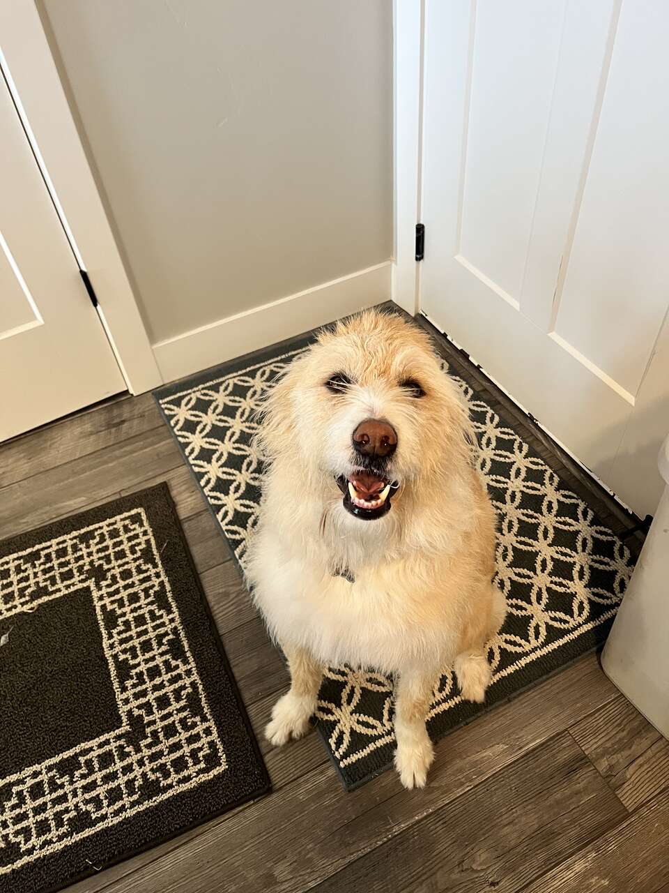 Aussiedoodle lab needs new home Pets