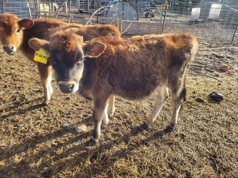Jersey calves Livestock