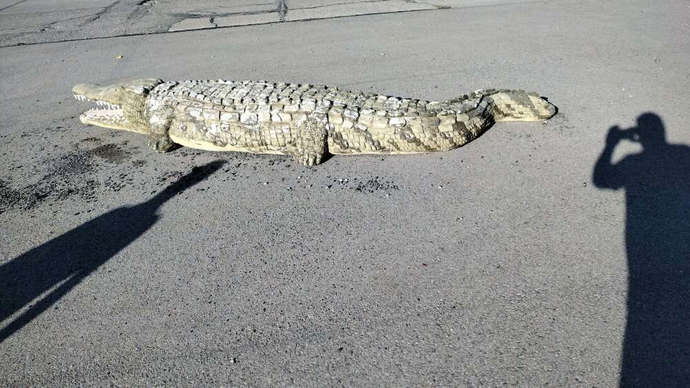 13 FT. Concrete/Steel. Alligator.